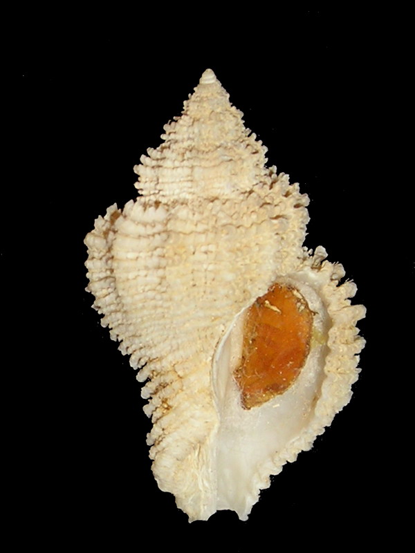 Coralliophila basileus